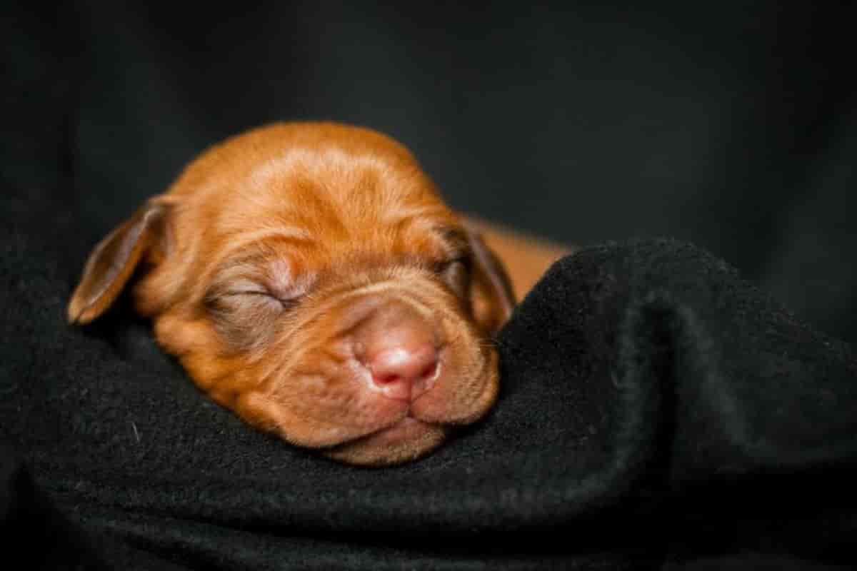 5 essentials to raise a healthy Rhodesian Ridgeback puppy