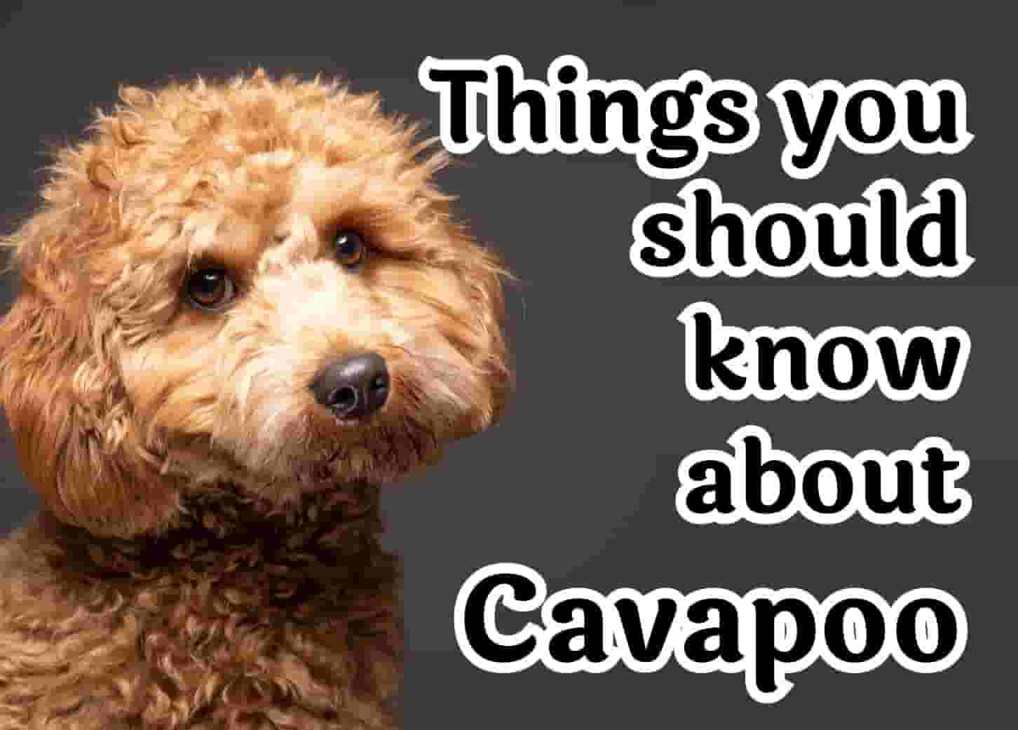 30 Things to Know Before Owning a Cavapoo