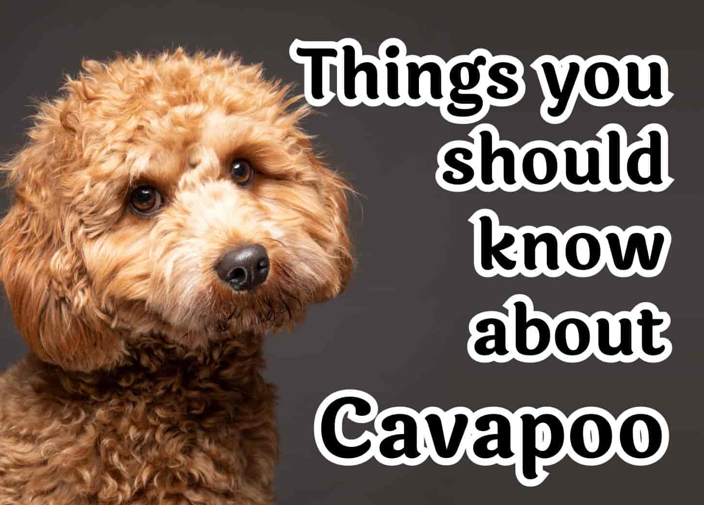 30 Things to Know Before Owning a Cavapoo