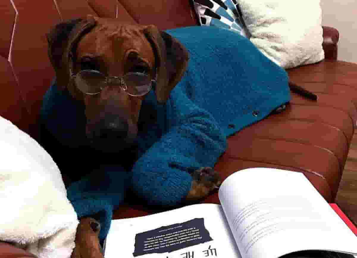 7 Things to Know Before Owning a Rhodesian Ridgeback