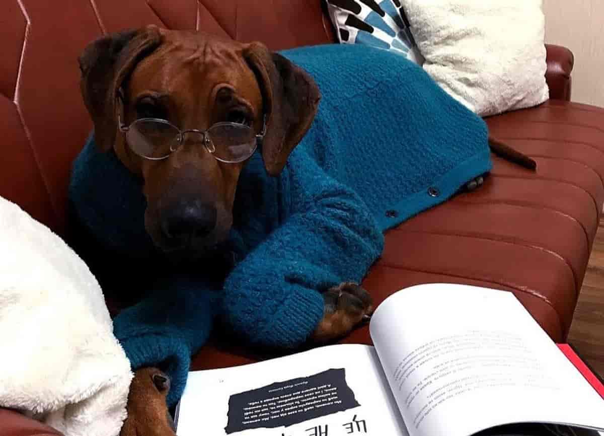 7 Things to Know Before Owning a Rhodesian Ridgeback