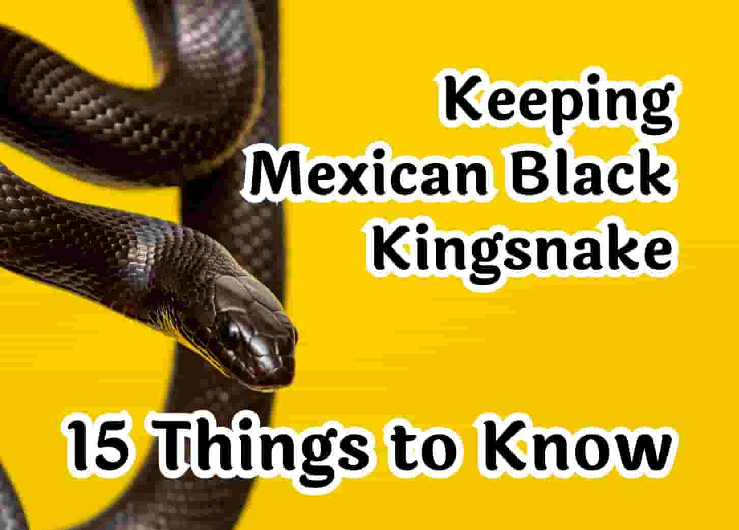 15 Essential Tips for Caring for a Mexican Black Kingsnake