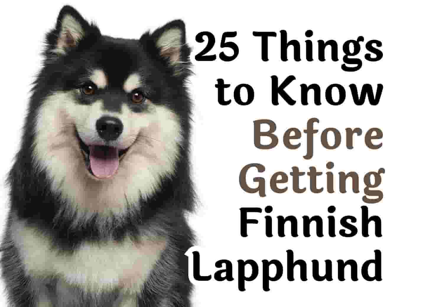 Important Questions to Consider Before Adopting a Finnish Lapphund