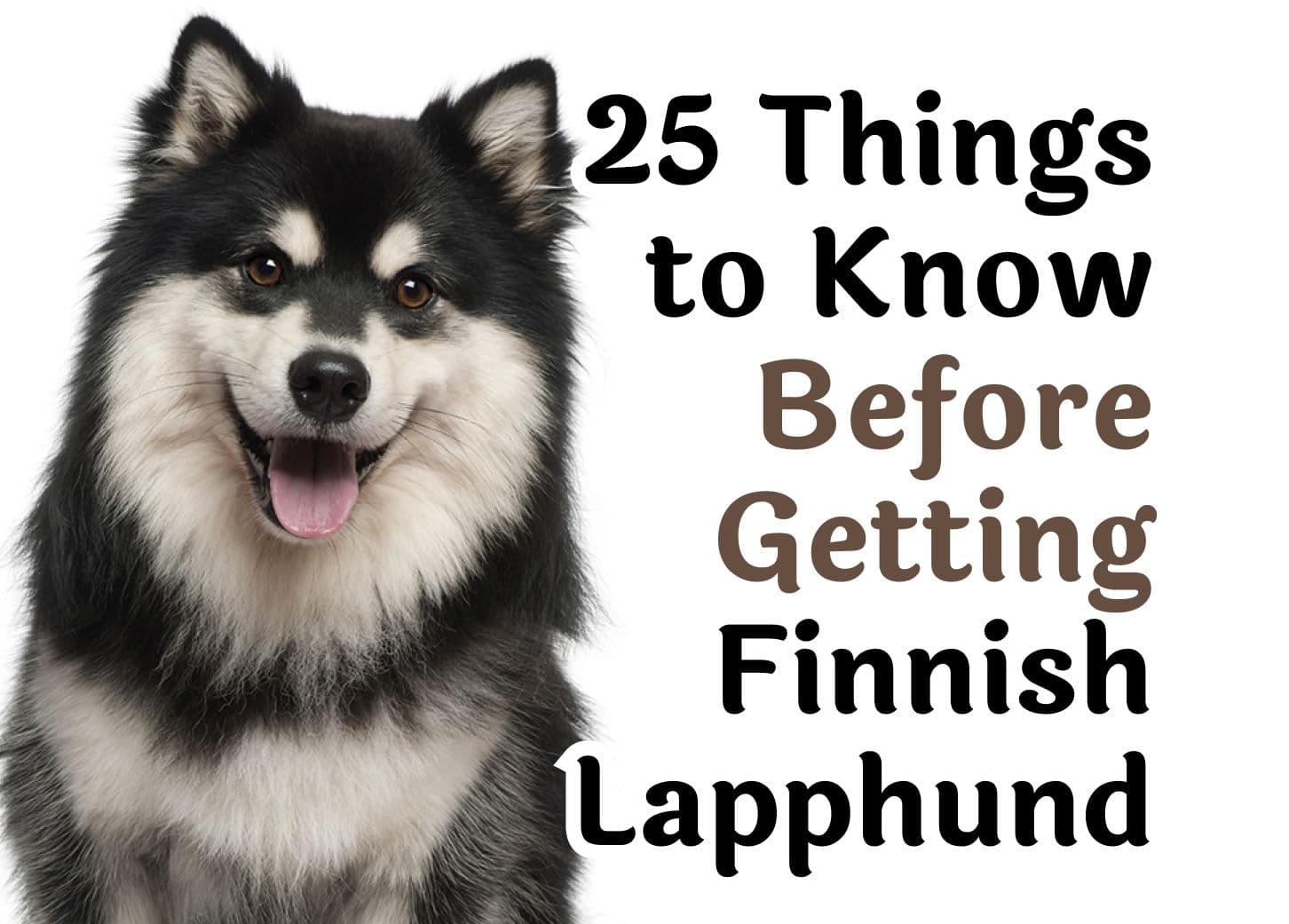 Important Questions to Consider Before Adopting a Finnish Lapphund