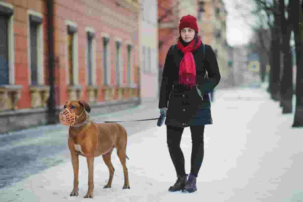 7 Essential Items Before Getting a Rhodesian Ridgeback Puppy