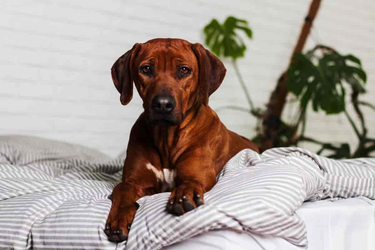 5 reasons Rhodesian Ridgebacks thrive in apartments