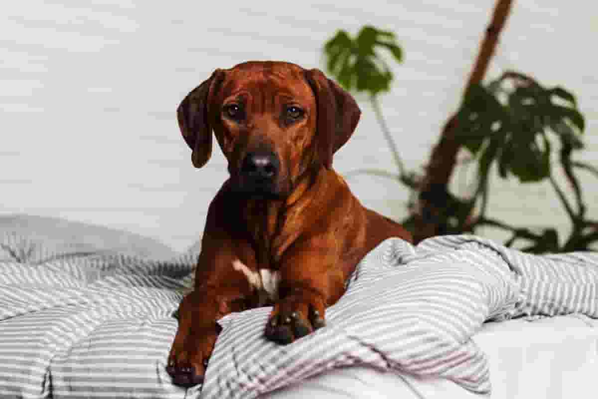 5 reasons Rhodesian Ridgebacks thrive in apartments