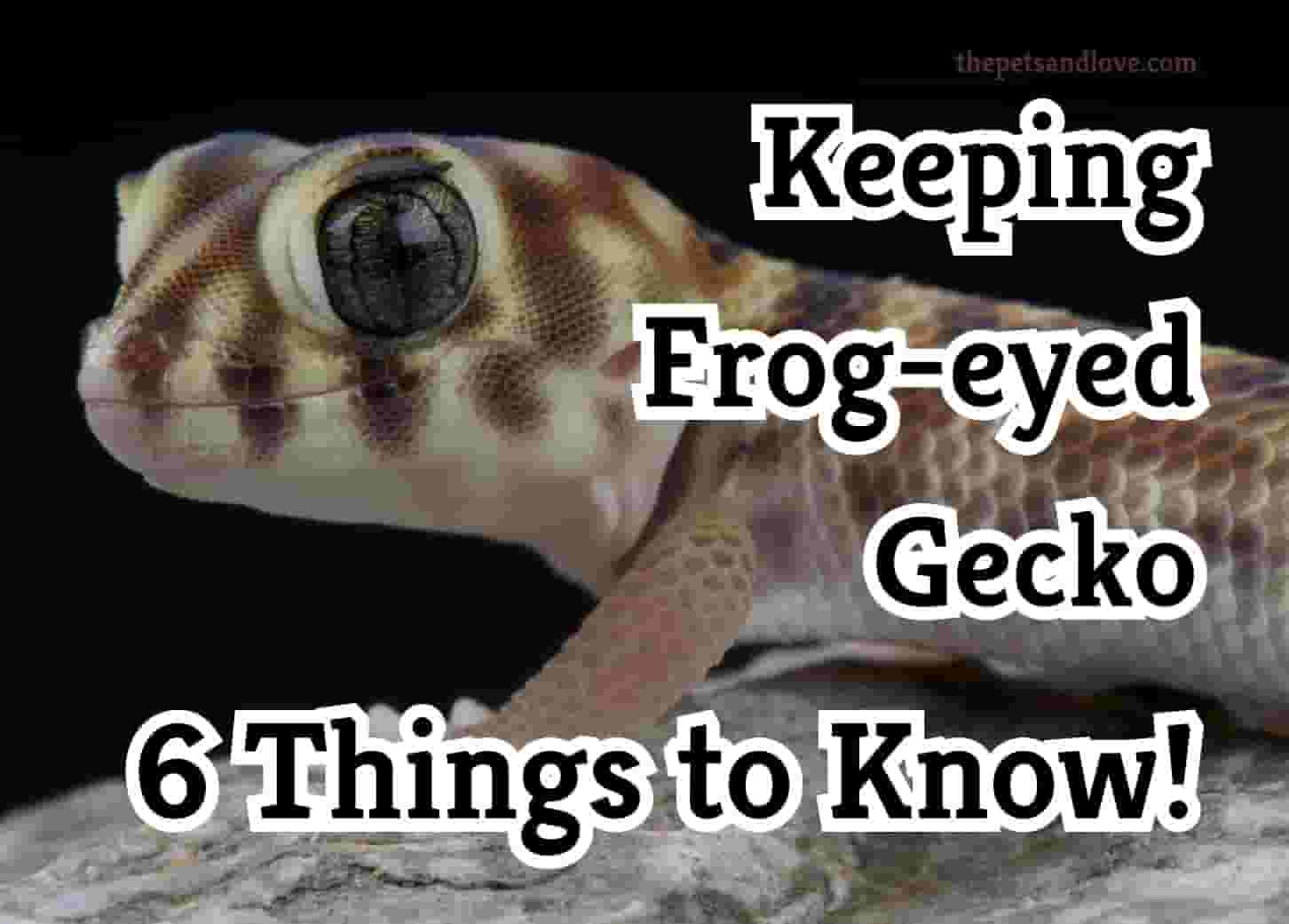 7 things to know before owning a frog-eyed gecko
