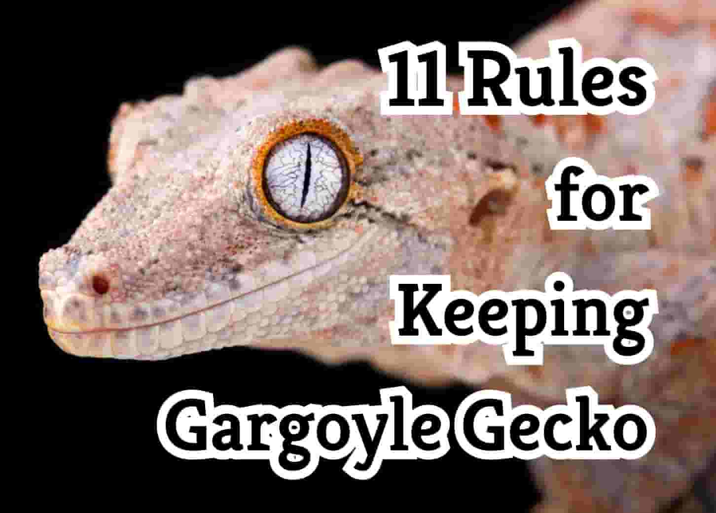 11 Essential Tips for Successfully Keeping a Gargoyle Gecko