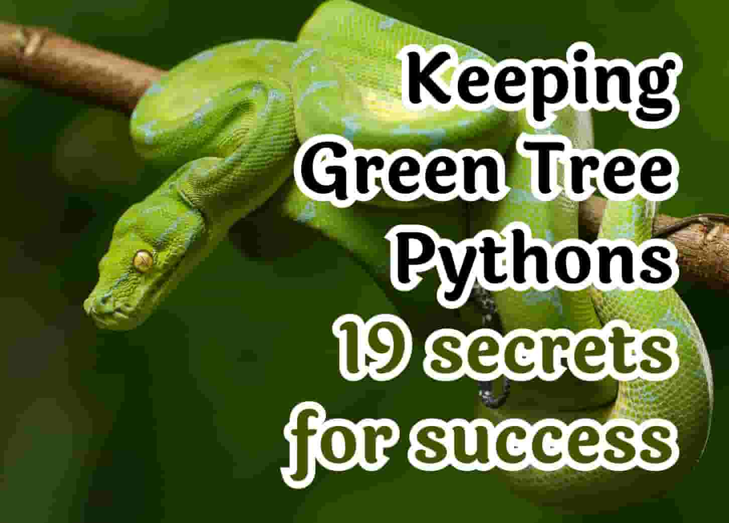 Green Tree Python Care: Essential Tips for Beginners