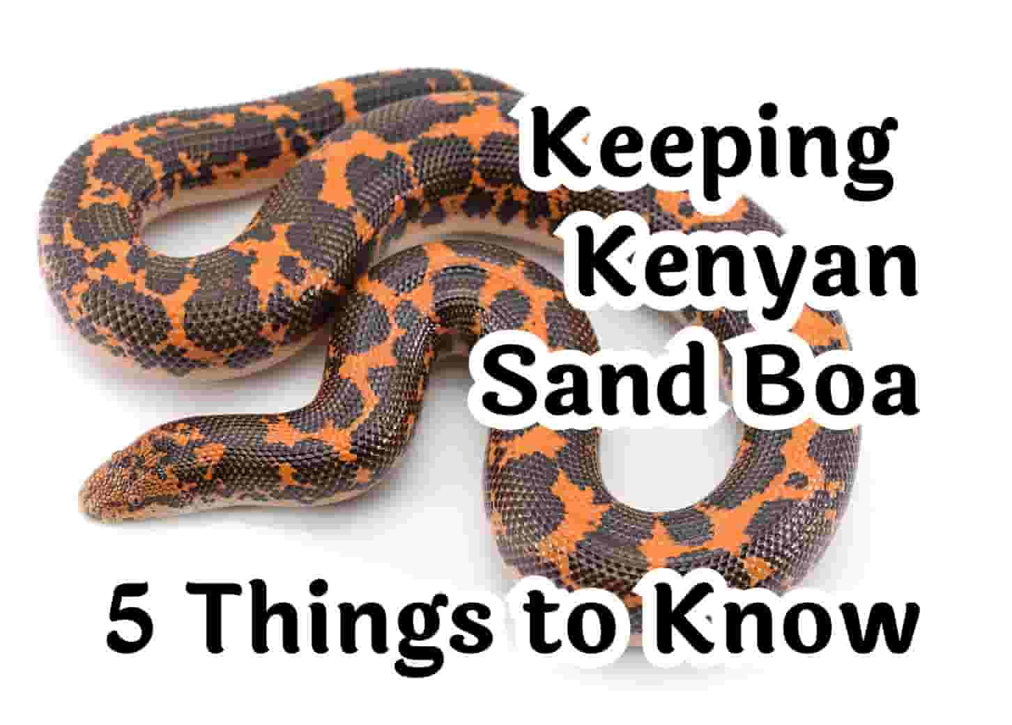 5 Essential Tips for Caring for a Kenyan Sand Boa