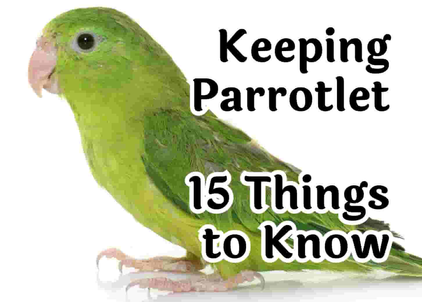 15 Things to Know Before Getting a Parrotlet