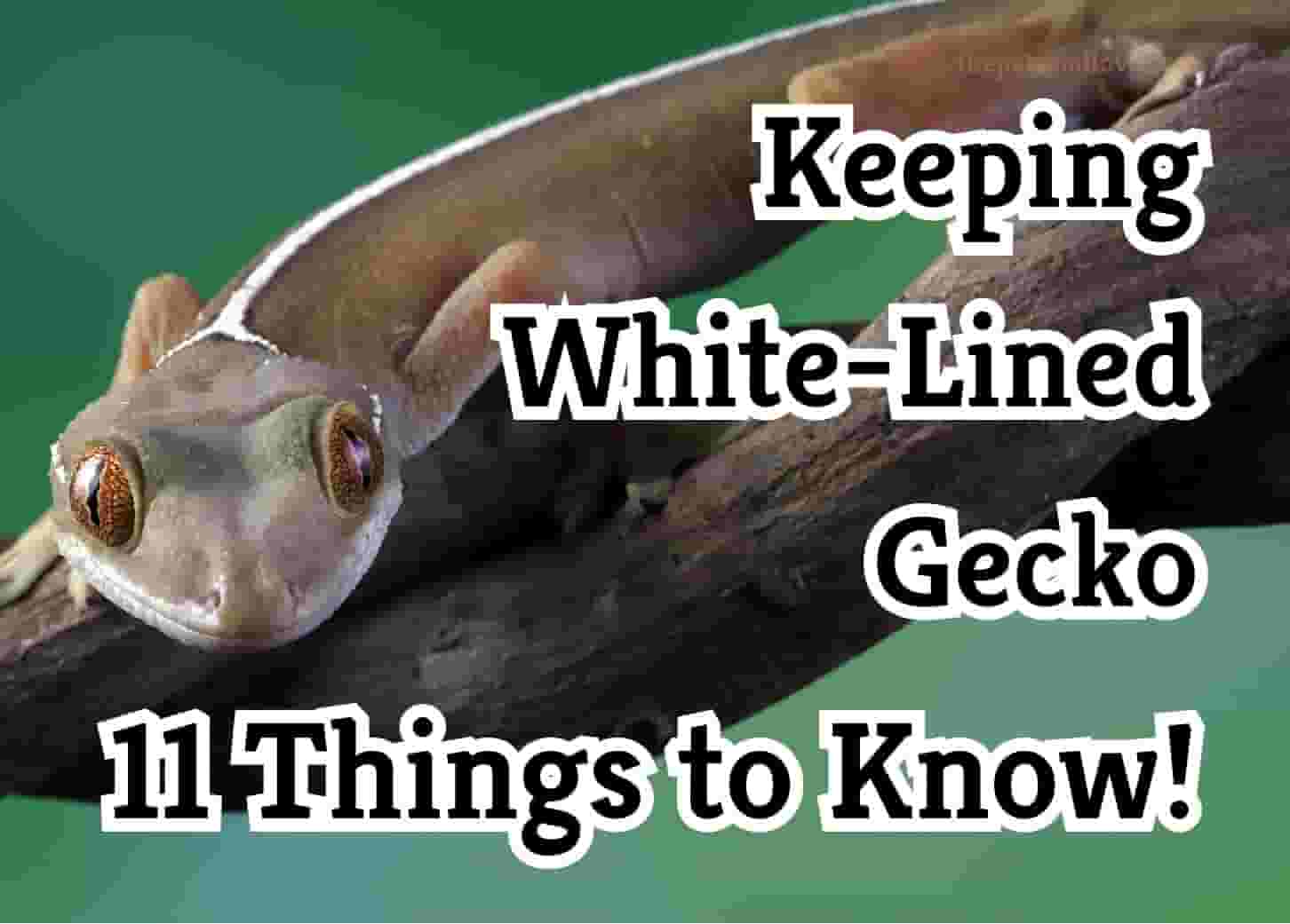 5 Essential Tips Before Owning a White-Lined Gecko