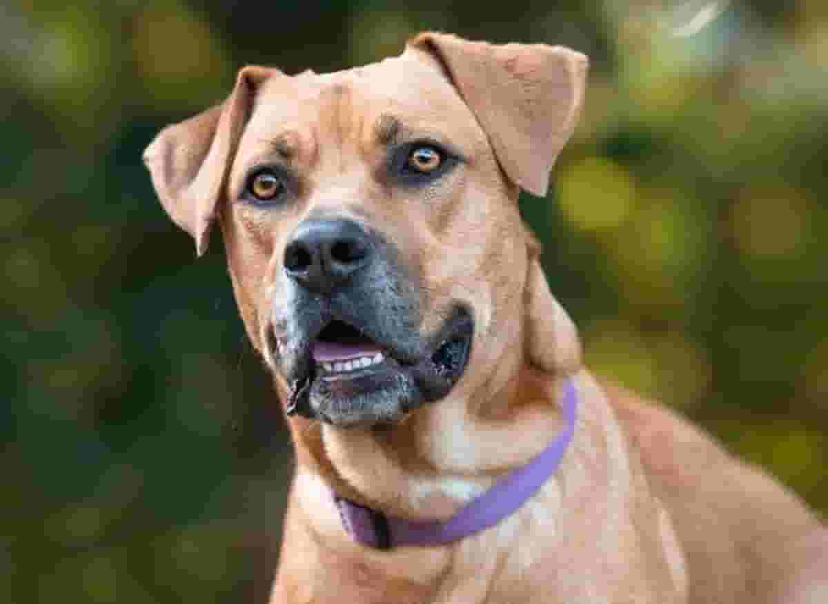 5 Things to Know Before Getting a Rhodesian Ridgeback Lab Mix