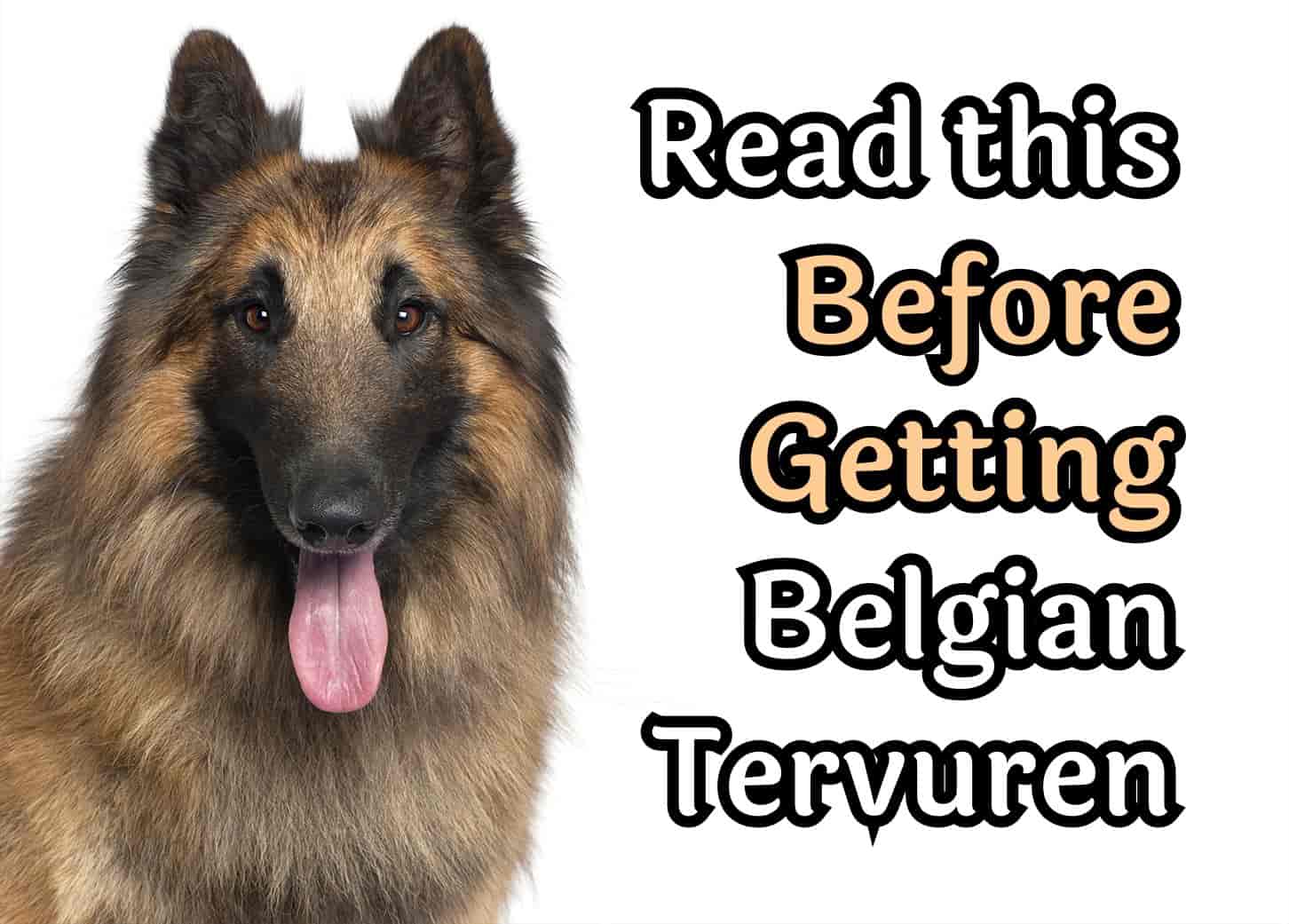Things to Think About Before Adopting a Belgian Tervuren