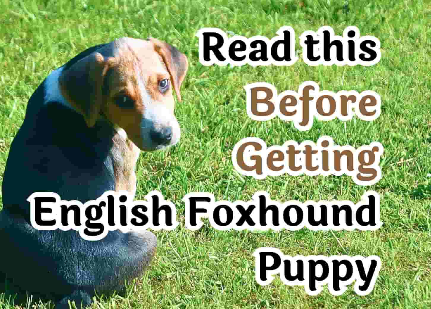7 things to know before owning an English Foxhound