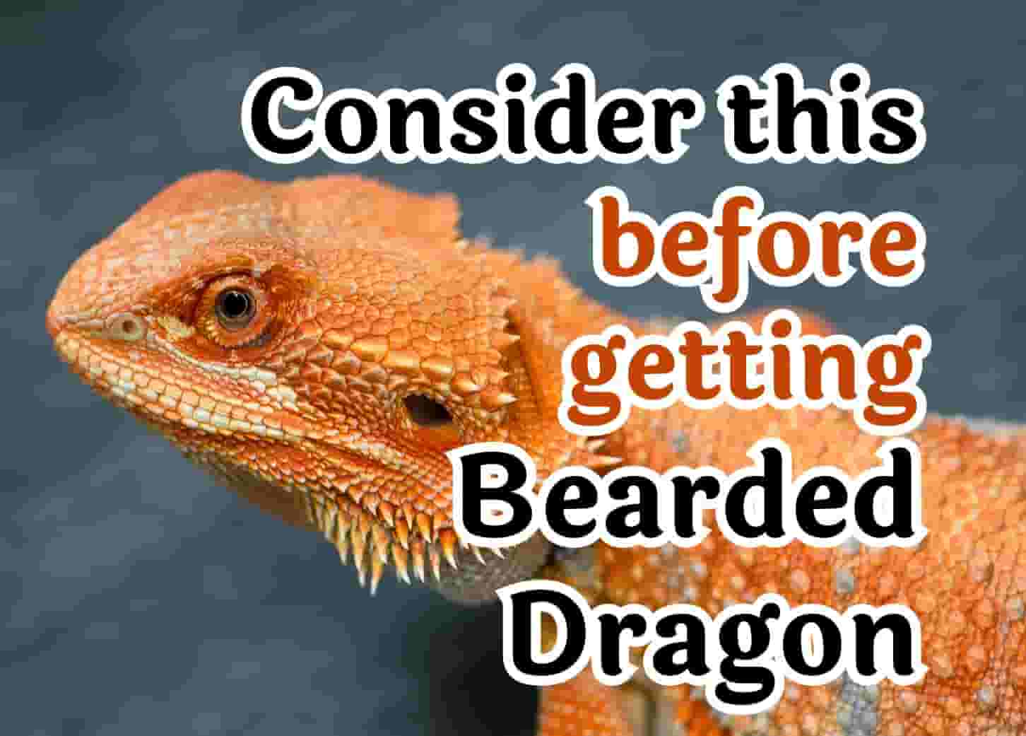 30 things to know before getting a bearded dragon