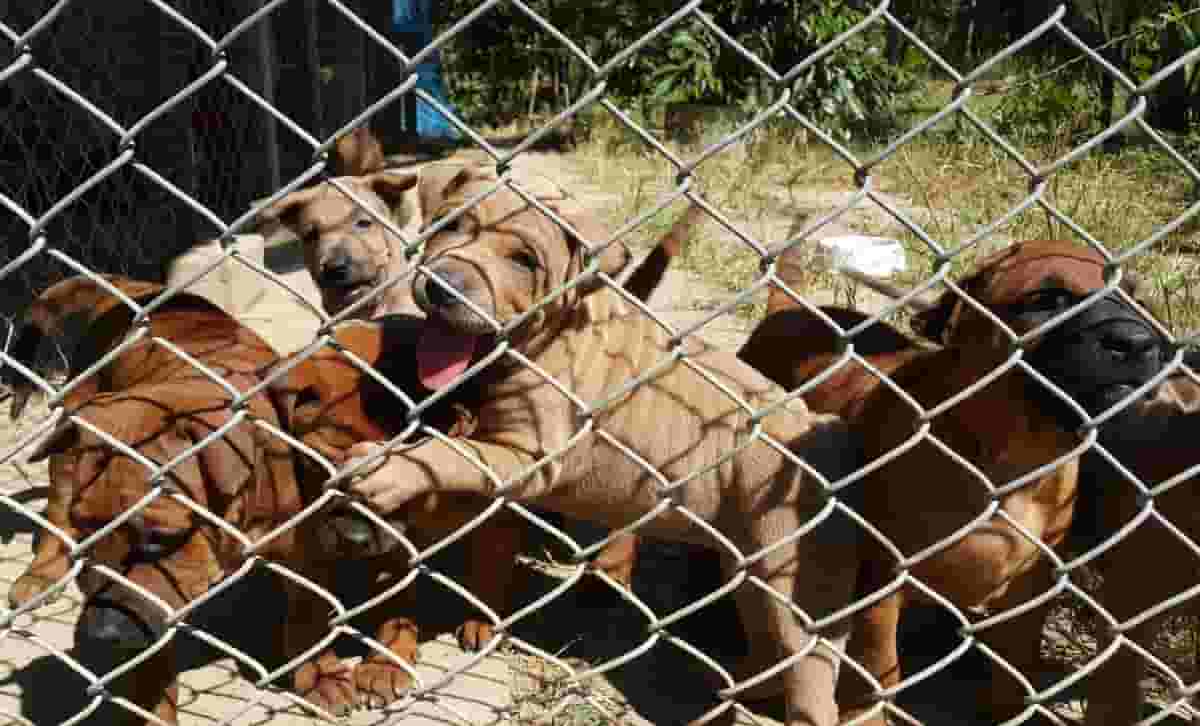 Tips and Advice for Adopting a Rhodesian Ridgeback