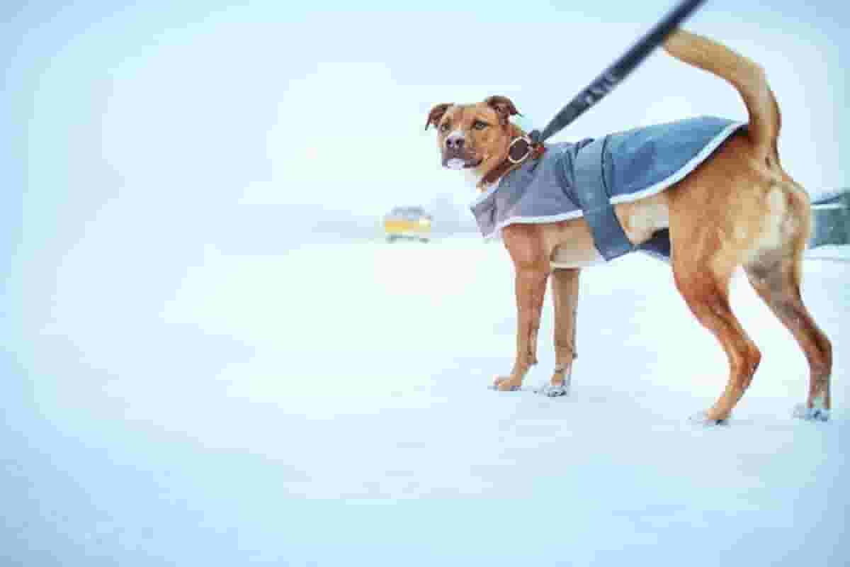 12 Unique Hybrid Dogs Created with Rhodesian Ridgebacks