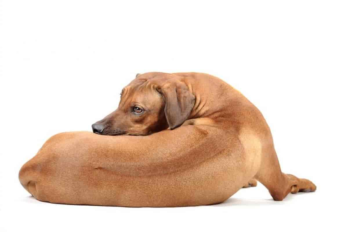 7 Things to Know About Rhodesian Ridgeback Shedding