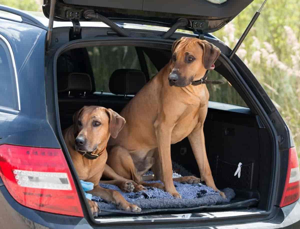 7 Tips for Taking Your Rhodesian Ridgeback on Holiday
