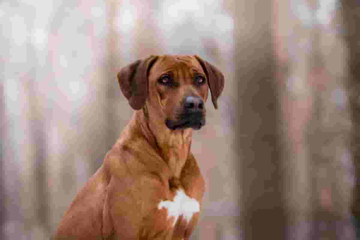 7 Things to Know Before Getting a Rhodesian Ridgeback