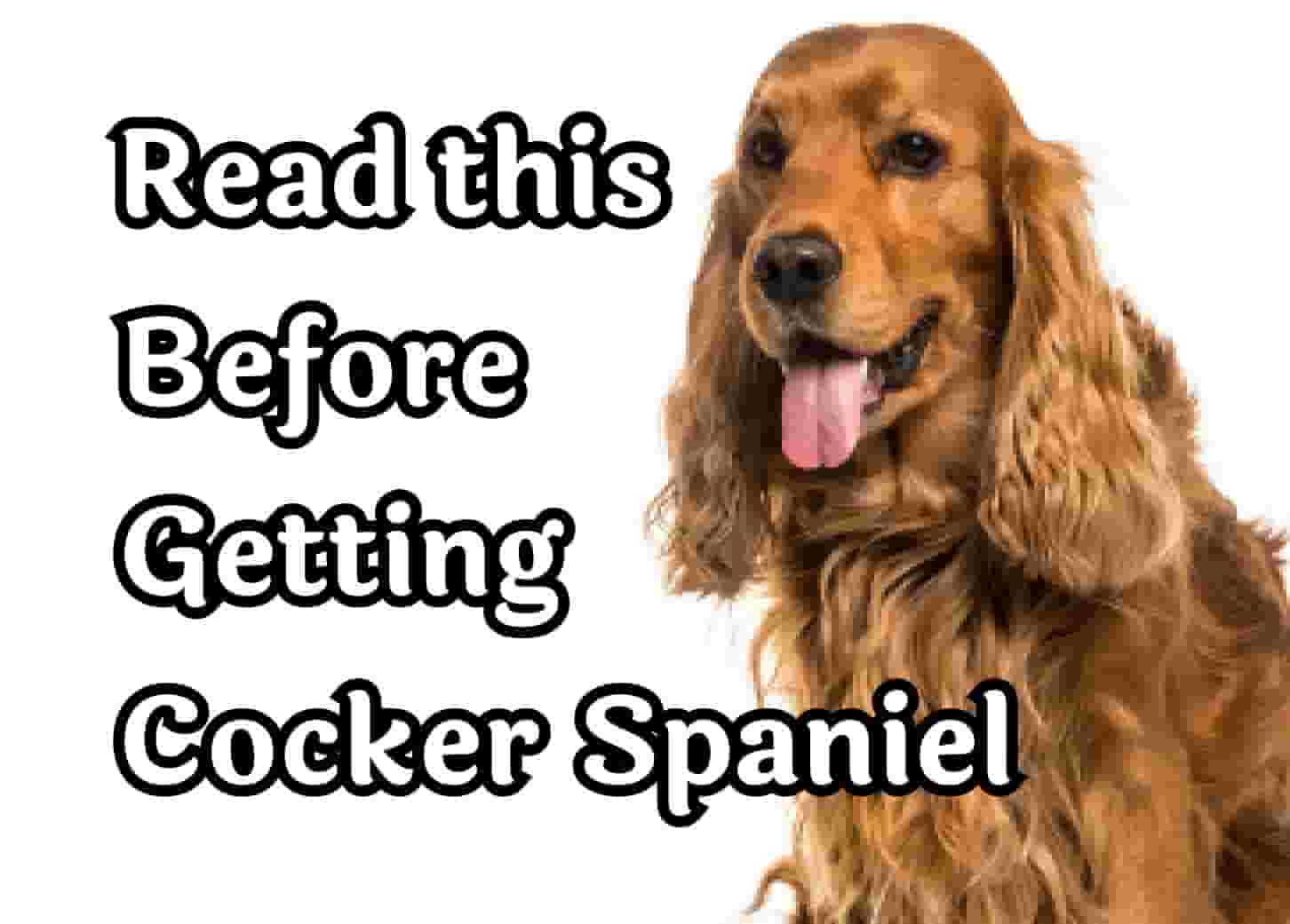 Six Key Facts About Cocker Spaniels