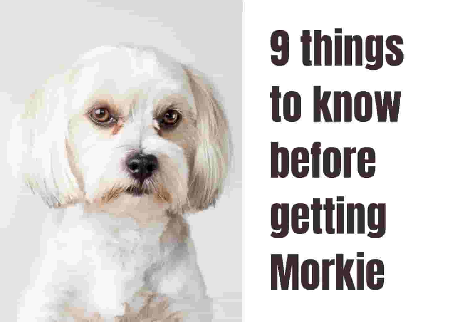 Seven Key Facts About the Morkie Breed