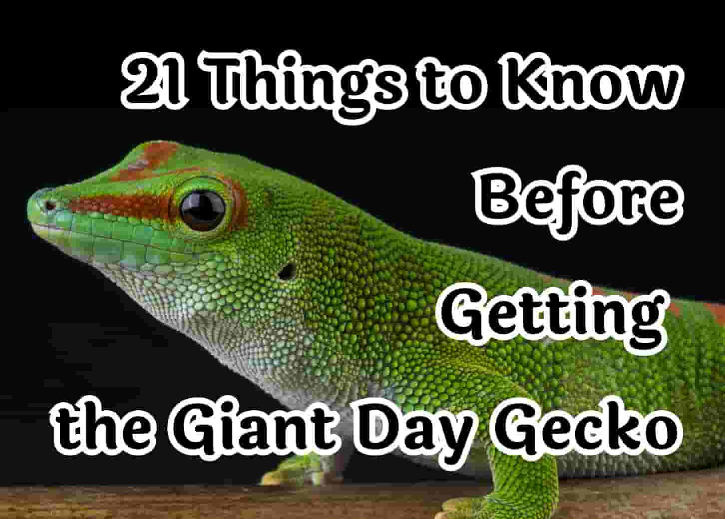 21 Things to Know Before Getting a Giant Day Gecko