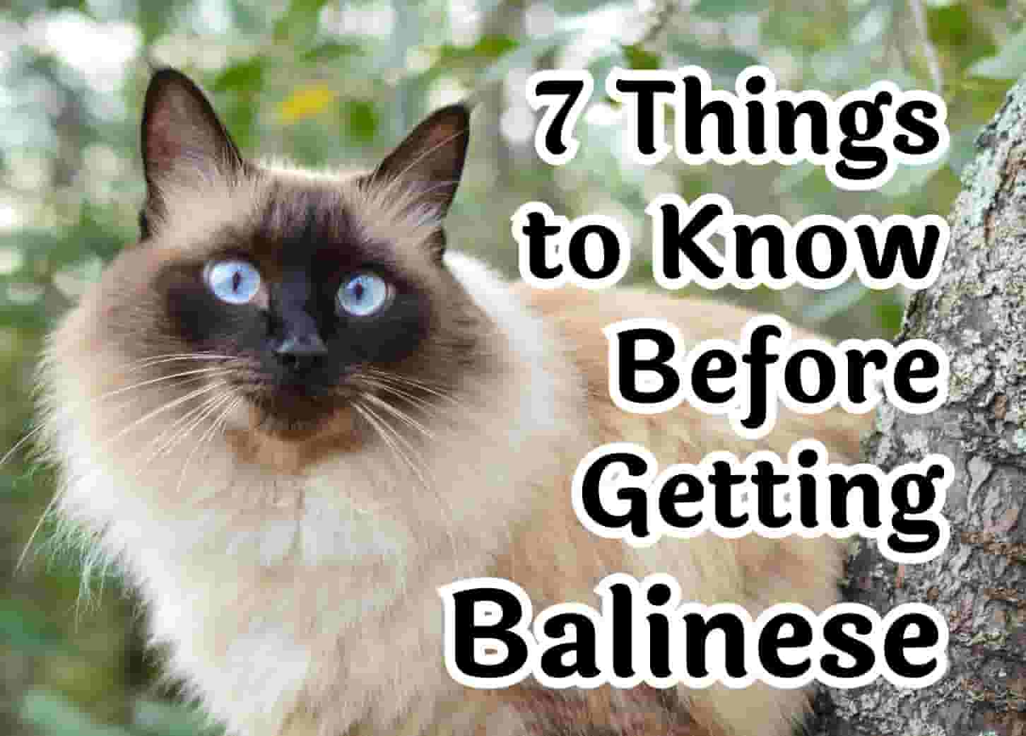Consider These 7 Factors Before Adopting a Balinese Cat