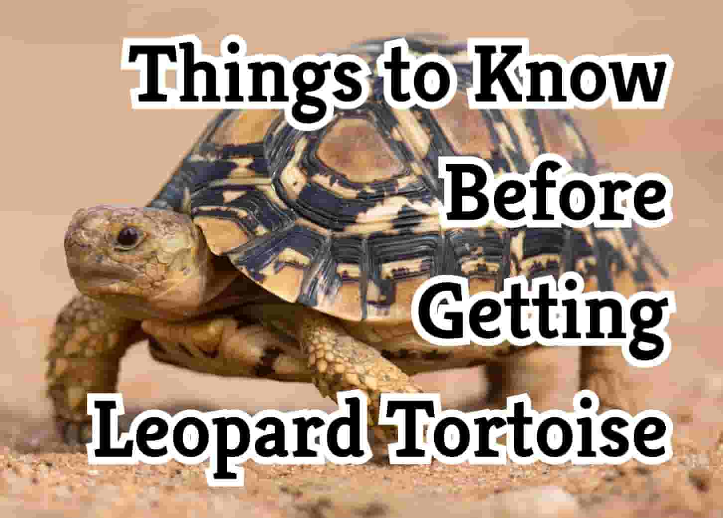 29 crucial tips for owning a Leopard Tortoise as a pet