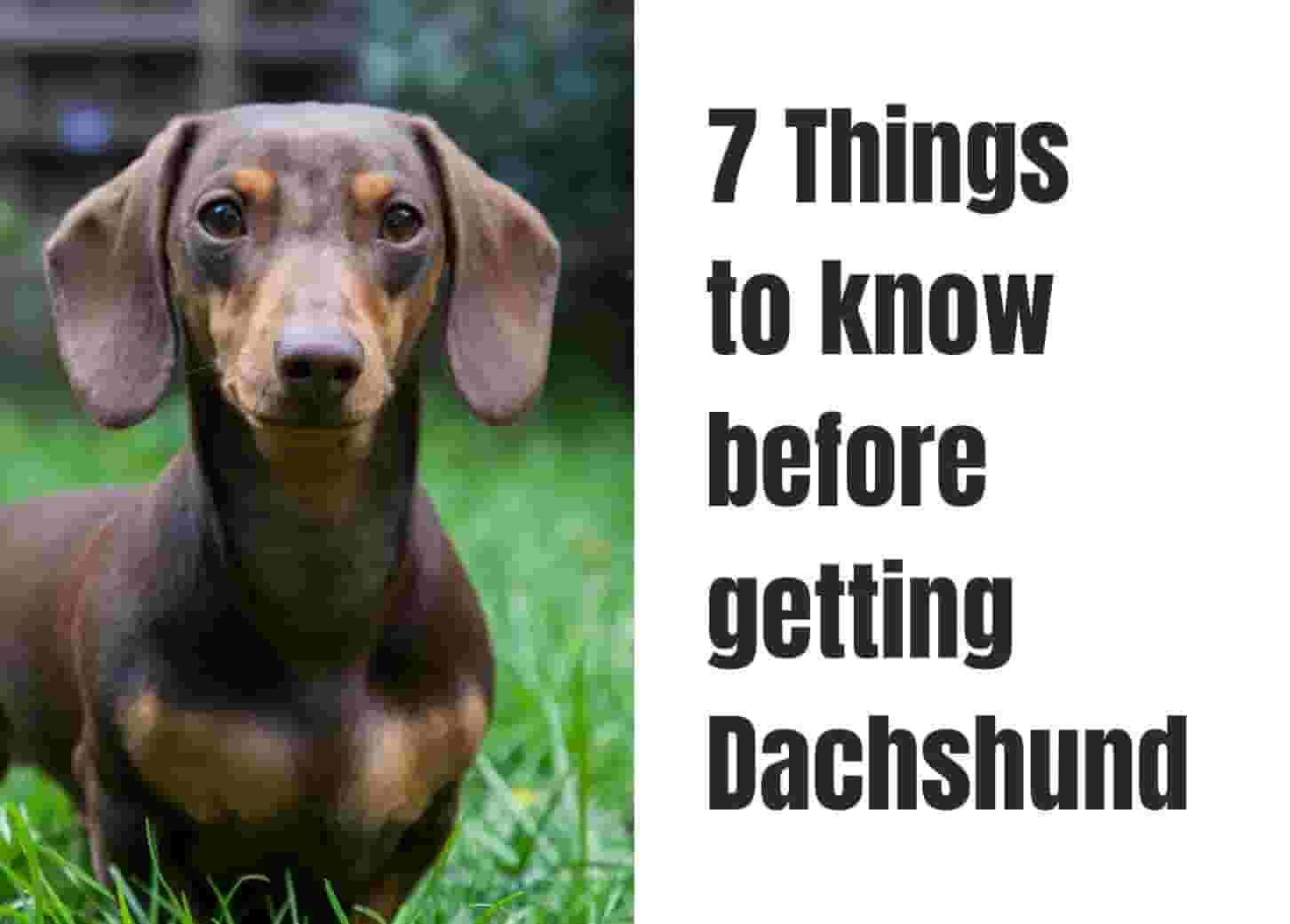 7 Things to Know Before Getting a Dachshund