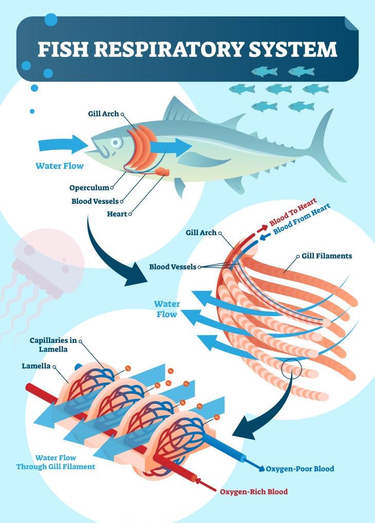 Fish prespiratory system infographics