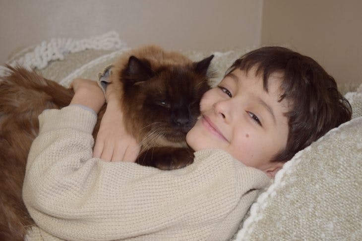 Himalayan cat with a boy