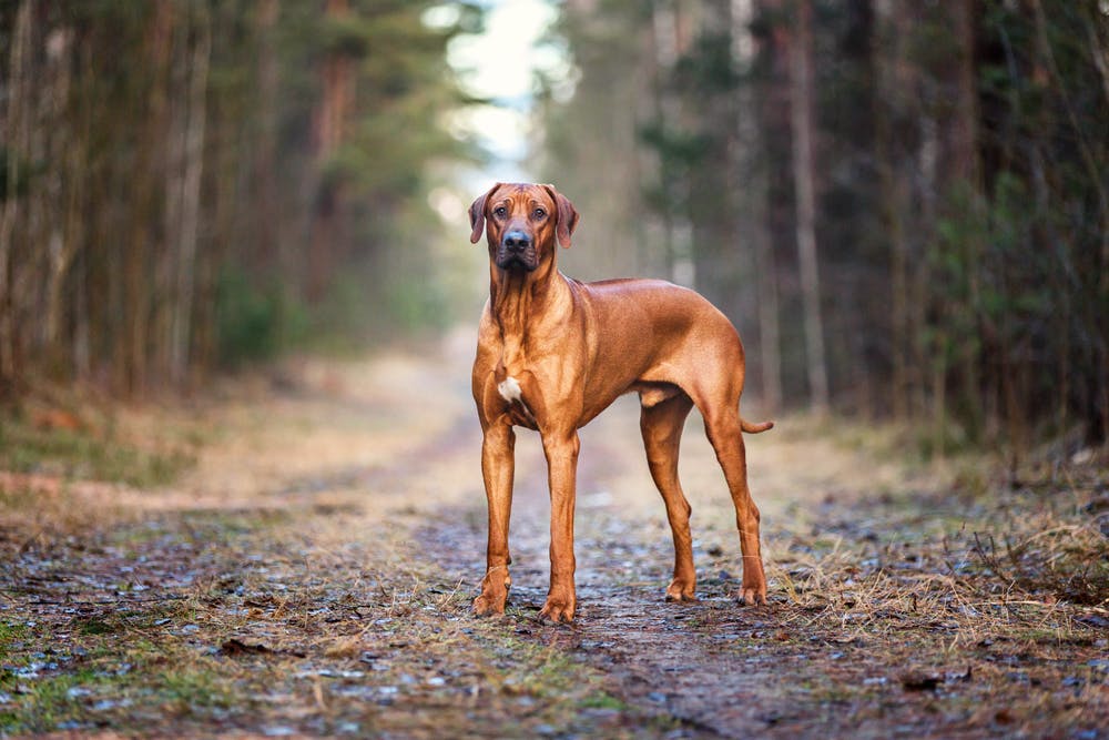 Muscular powerful appearance and intimidating stance of Rhodesian Ridgeback
