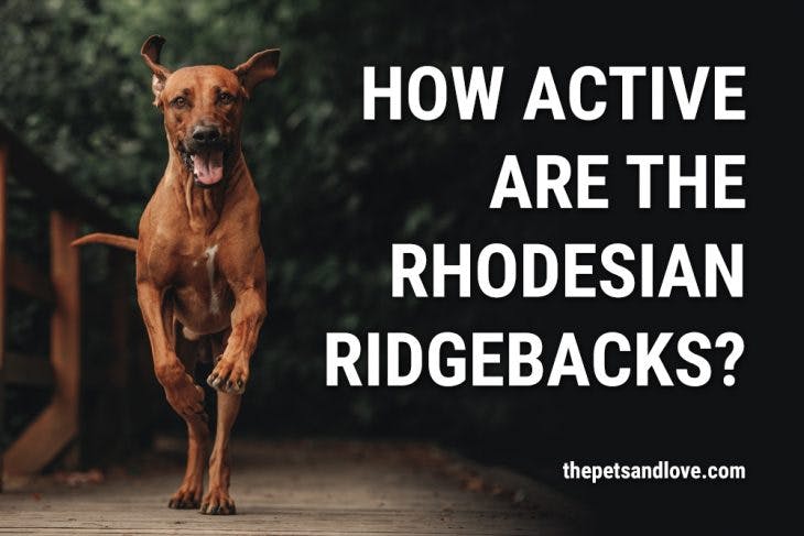 How active are the Rhodesian Ridgebacks?