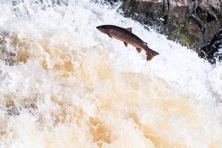 Wild Atlantic salmon travelling to spawning grounds during the summer in the Scottish highland on the Falls of Shin 