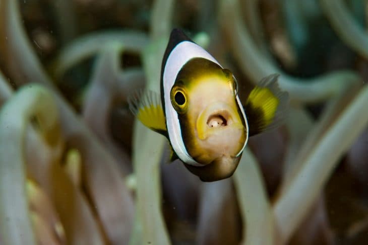 Panda anemonefish with tongue eater parasite