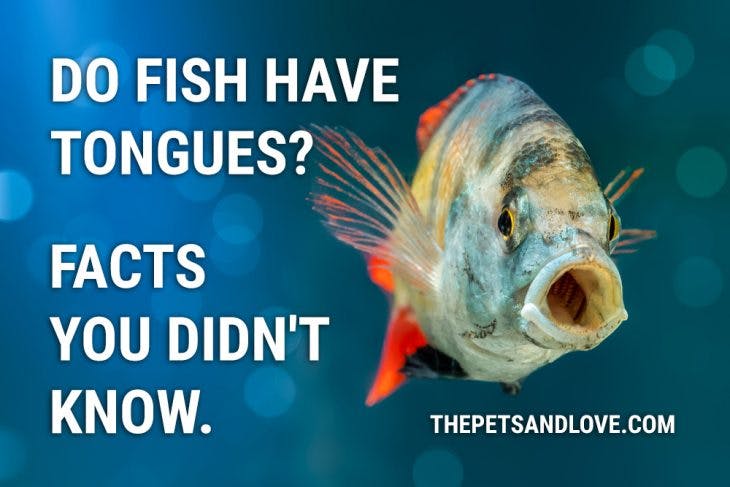 Do Fish Have Tongues? Facts you didn't know.