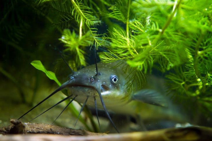Juvenile dangerous invasive freshwater predator channel catfish, Ictalurus punctatus attentively stare in European cold-water biotope aquarium