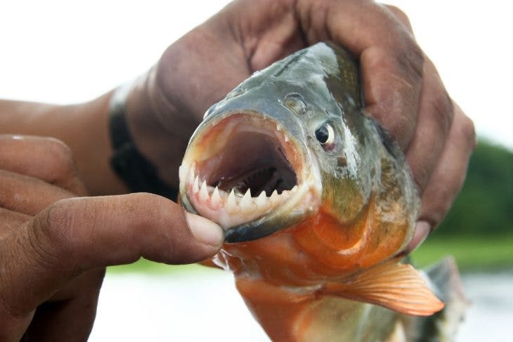 Piranha fish with opened mouth