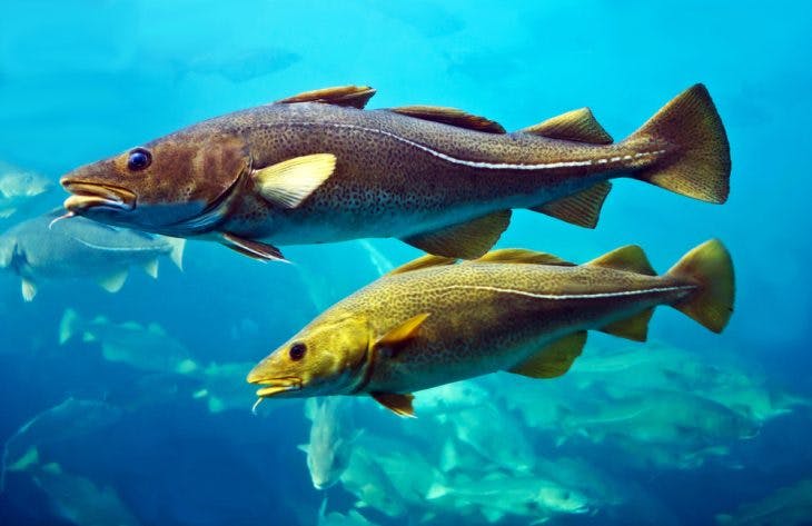 Cod fishes swimming in aquarium