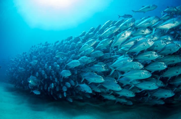 Big eye Trevally Jack, (Caranx sexfasciatus) Forming a polarized school, bait ball or tornado. Cabo Pulmo National Park, Cousteau once named it The world's aquarium. Baja California Sur,Mexico.
