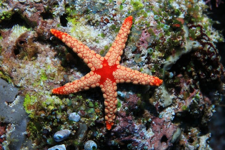 Noduled sea star (Fromia nodosa)