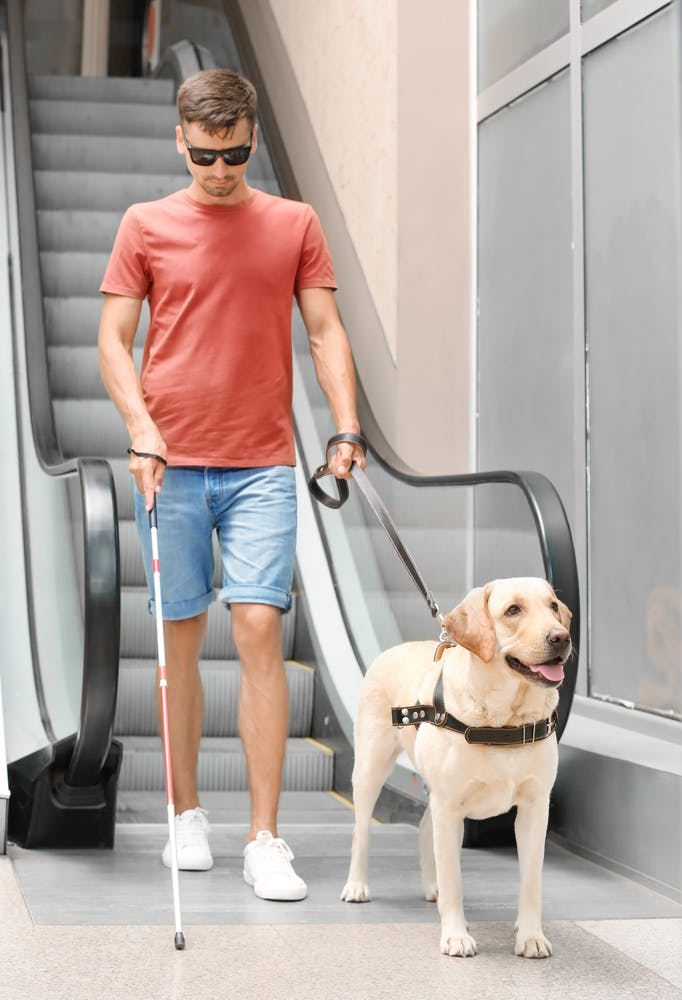 Blind man with guide labrador dog near escalator