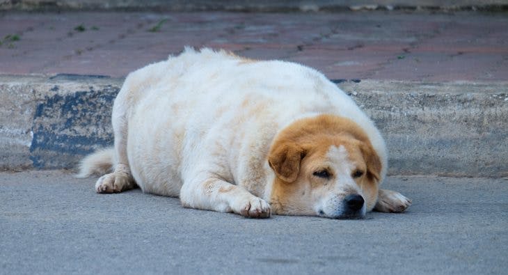 Fat labrador lying on the street