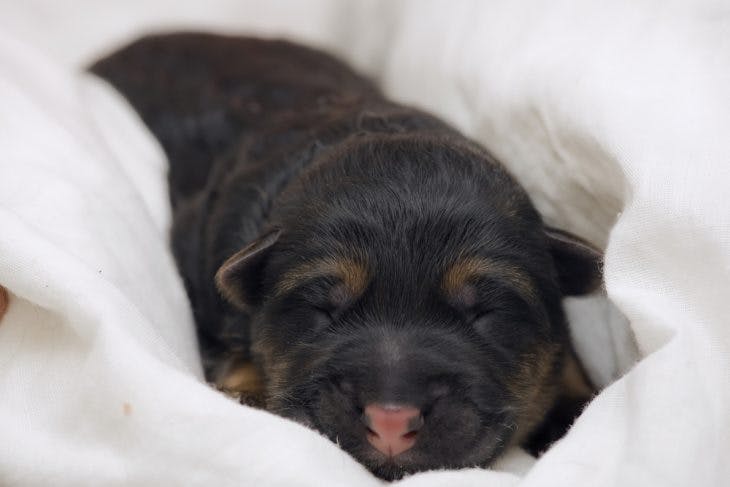 German shepherd newborn puppy
