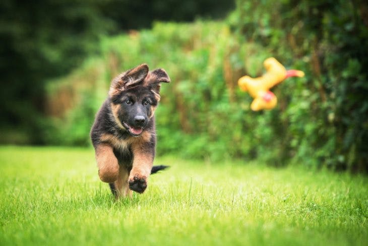 German shepherd puppy playing with a toy
