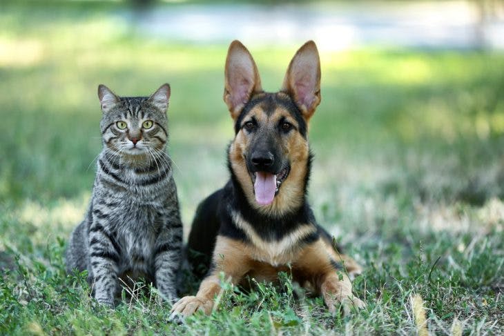 German shepherd sitting on the grass with the cat