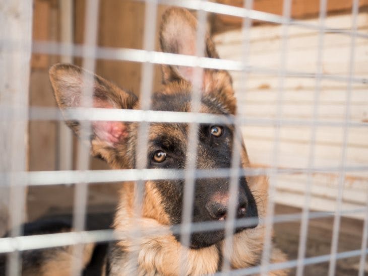 German shepherd puppy inside the crate